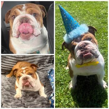 Denny -  English Bulldog Dog for Adoption in Zionsville, Indiana - Denny | PetCurious
