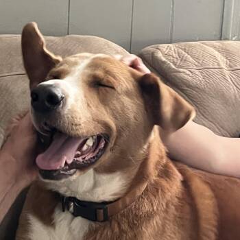 Rex -  Labrador Retriever Dog for Adoption in Blacksburg, Virginia - Rex | PetCurious