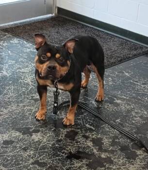 Mixed Breed Dogs Available for Adoption in Cincinnati, Ohio - Meatball | PetCurious