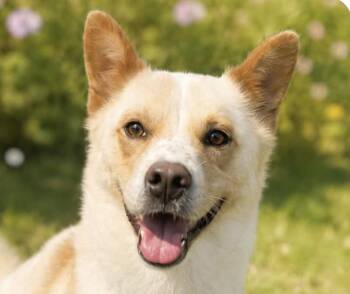 Donny -  Corgi and Jindo Dog for Adoption in San Ramon, California - Donny | PetCurious