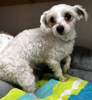 Maltese and Poodle Dogs Available for Adoption in Pacolet, South Carolina - Snickers Mar 26 | PetCurious