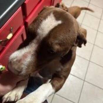 Mixed Breed Dogs Available for Adoption - Bagel | PetCurious