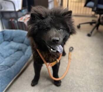 INK -  Chow Chow Dog for Adoption in Ontario, California - INK | PetCurious