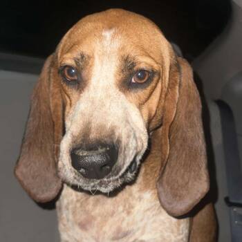 72067 -  Hound Dog for Adoption in Harrisonburg, Virginia - 72067 | PetCurious