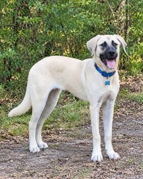 Darla -  Anatolian Shepherd and Black Mouth Cur Dog for Adoption in Chatham, New Jersey - Darla | PetCurious