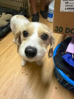 Mary Jane -  Bichon Frise and Beagle Dog for Adoption in Pine Grove, Pennsylvania - Mary Jane | PetCurious