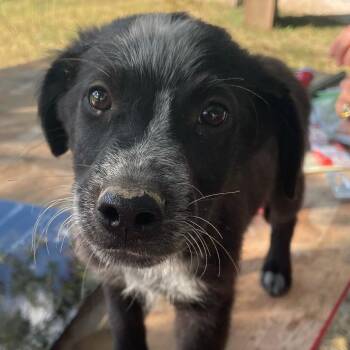 Bo -  Australian Cattle Dog Blue Heeler and Mixed Breed Dog for Adoption in Hohenwald, Tennessee - Bo | PetCurious