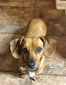 Henry in TN -  Dachshund Dog for Adoption in Shelbyville, Tennessee - Henry In TN | PetCurious