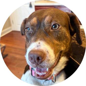 German Shorthaired Pointer and Hound Dogs Available for Adoption - Penny | PetCurious