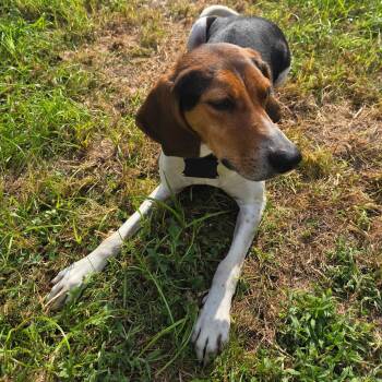 Rescue Treeing Walker Coonhound Dogs for Adoption in Cincinnati, Ohio - Jamie | PetCurious