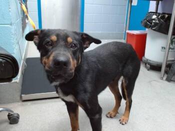 BEAST -  Doberman Pinscher and Shar Pei Dog for Adoption in Albuquerque, New Mexico - BEAST | PetCurious