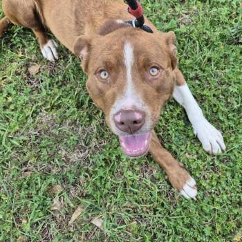 Retriever Dogs Available for Adoption in Montgomery, Alabama - Rome | PetCurious