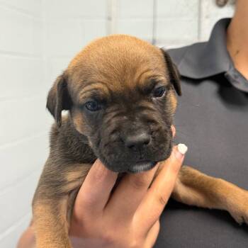 American Bulldog Dogs Available for Adoption in Tarboro, North Carolina - 26-229 Sloan | PetCurious