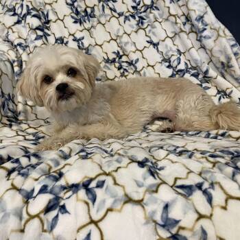 Maltipoo Dogs Available for Adoption in Lisbon, Ohio - Chloe  | PetCurious