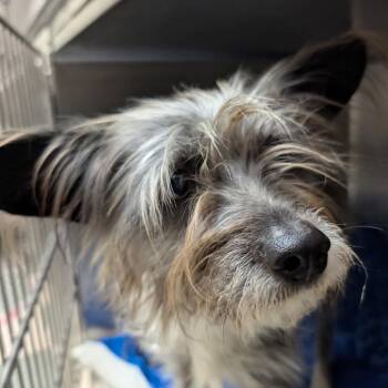 Yorkshire Terrier Dogs Available for Adoption - Nina | PetCurious