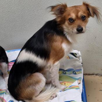 Fancy Pants - Chino Hills Location -  Papillon and Mixed Breed Dog for Adoption in Chino Hills, California - Fancy Pants - Chino Hills Location | PetCurious