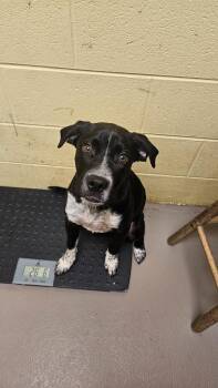 Washington -  Boxer and Bull Terrier Dog for Adoption in Crossville, Tennessee - Washington | PetCurious