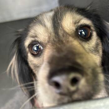 Pinecone -  Mixed Breed Dog for Adoption in Greensboro, North Carolina - Pinecone | PetCurious