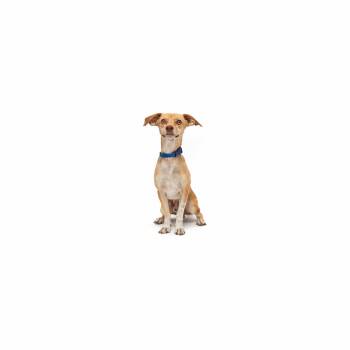 Casper -  Mixed Breed Dog for Adoption in Los Angeles, California - Casper | PetCurious