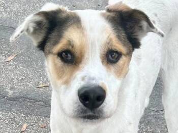 Mixed Breed Dogs Available for Adoption - Loki | PetCurious