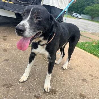 Mixed Breed Dogs Available for Adoption in Corinth, Mississippi - Rufus | PetCurious