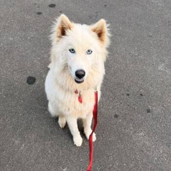 Yuki -  Siberian Husky Dog for Adoption in Cumming, Georgia - Yuki | PetCurious