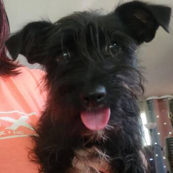 Jackie -  Scottish Terrier and Schnauzer Dog for Adoption in Manhasset, New York - Jackie | PetCurious