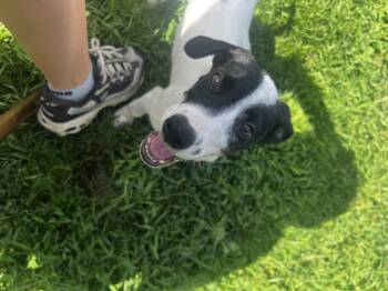Magic -  Australian Cattle Dog Blue Heeler and Border Collie Dog for Adoption in Lexington, Kentucky - Magic | PetCurious