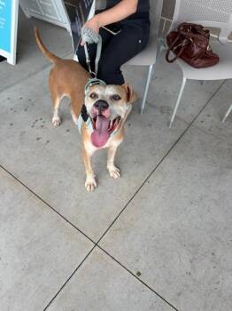 Buzz Lightyear -  Mixed Breed Dog for Adoption in Atlanta, Georgia - Buzz Lightyear | PetCurious