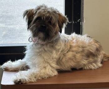 TEDDY -  Shih Tzu and Mixed Breed Dog for Adoption in Dedham, Massachusetts - TEDDY | PetCurious