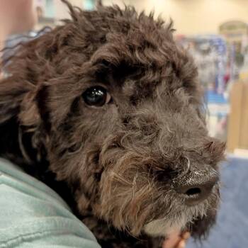 Jet - Toy Poodle Puppy -  Poodle Dog for Adoption in Tulsa, Oklahoma - Jet - Toy Poodle Puppy | PetCurious