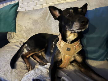 Rescue German Shepherd Dog and Australian Kelpie Dogs for Adoption in Hayward, California - Sigmond | PetCurious