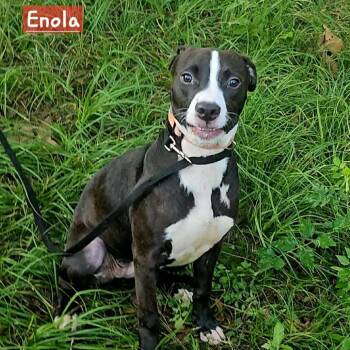 Rescue Mixed Breed Dogs for Adoption in Perryville, Arkansas - Enola | PetCurious