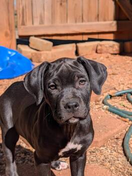 Aretha -  Mastiff Dog for Adoption in Greenville, South Carolina - Aretha | PetCurious