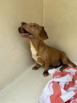 CLEO -  Dachshund and Mixed Breed Dog for Adoption - CLEO | PetCurious