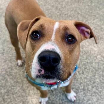 Mama -  Terrier and Mixed Breed Dog for Adoption in Falls Church, Virginia - Mama | PetCurious