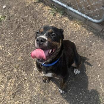 Lyla -  Mixed Breed Dog for Adoption in La Grande, Oregon - Lyla | PetCurious