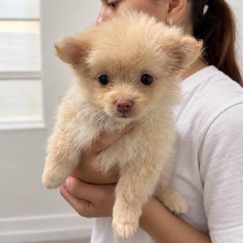 Button -  Pomeranian and Shih Tzu Dog for Adoption in Tampa, Florida - Button | PetCurious