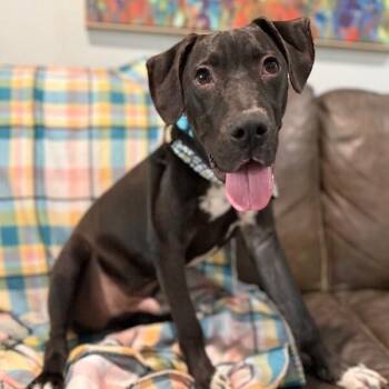 Happy Hanky Wiggles of Joy -  Pit Bull Terrier and Labrador Retriever Dog for Adoption in Friendswood, Texas - Happy Hanky Wiggles Of Joy | PetCurious