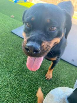 Una -  Rottweiler Dog for Adoption in Richmond, Kentucky - Una | PetCurious