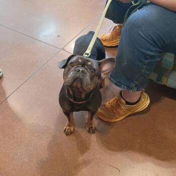 Gucci -  French Bulldog Dog for Adoption in Lynchburg, Virginia - Gucci | PetCurious