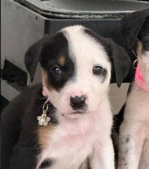 Sally -  Mixed Breed Dog for Adoption in Eutawville, South Carolina - Sally | PetCurious