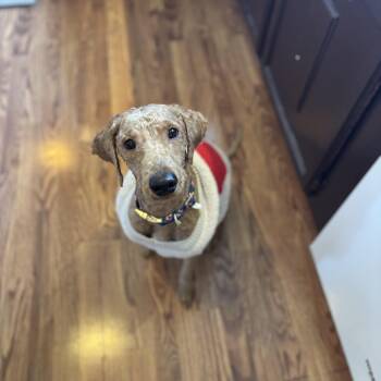 Rescue Goldendoodle Dogs for Adoption in Bear, Delaware - Sapphire | PetCurious
