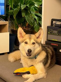 Siberian Husky Dogs Available for Adoption - North | PetCurious