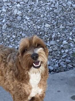 Goldendoodle and Miniature Poodle Dogs Available for Adoption - Lainey | PetCurious