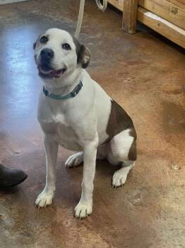 Rescue Australian Cattle Dog Blue Heeler and Australian Shepherd Dogs for Adoption in Bolivar, Missouri - Amiri | PetCurious