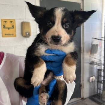 Melo -  Shepherd Dog for Adoption in Edinburg, Texas - Melo | PetCurious