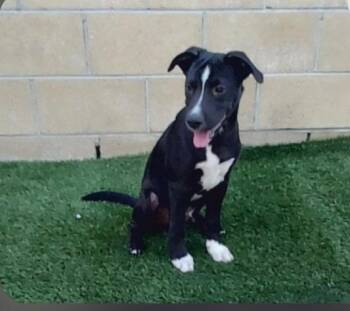 Atlas -  Labrador Retriever and Shepherd Dog for Adoption in Mentone, California - Atlas | PetCurious