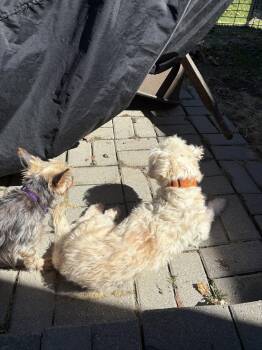 West Highland White Terrier Westie Dogs Available for Adoption in Pickering, Ontario - Gus 4250 | PetCurious