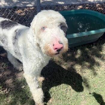 Toby -  Sheep Dog and Standard Poodle Dog Available for Adoption in Corpus Christi, Texas - Toby | PetCurious